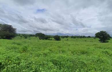 Imagem 5: Fazenda com 285 hectares em cajazeiras