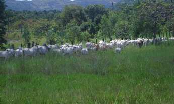 Imagem 7: Fazenda de 440 alqueires em Natividade-TO