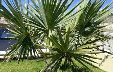 Imagem 7: Casa com 3 dormitórios à venda, 108 m² por R$ 700.000,00 - Carapibus - Conde/PB