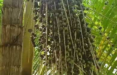 Imagem 6: SÍTIO 7 HECTARES PRÓXIMO A PRESIDENTE FIGUEIREDO - KM 82 - AREA FERTIL - OTIMA PRODUÇÃO