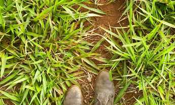 Imagem 7: Chácara entre Goiânia e Nerópolis