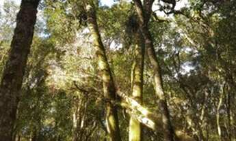 Imagem 5: 18min Shopping S.José/35min Curitiba/Chácara/105.000m²/ R$1.374.000,00