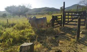 Imagem 7: Fazenda 45 alqueires em Cavalcante Goiás