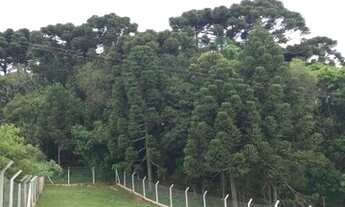 Imagem 3: Chácara a venda em Araucaria Roça velha