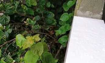 Imagem 7: Apartamento Novo 1 ou 2 quartos. Cabo,Cohab