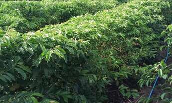 Imagem 5: Venda-se está chácara de 5.000 mil m² no Município de Mimoso do Sul/ES