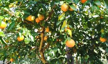 Imagem 6: Sítio 16 hectares , apenas 10 km de Montes Claros (saída Pirapora