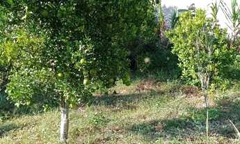 Imagem 7: Chácara em Estrada Vicinal Francisco Ortiz de Moraes - Ortizes - Piedade/SP