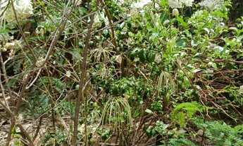 Imagem: Chacara no pontakayana trindade