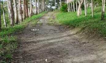 Imagem 6: Fazenda com 45 ha para gado no JAPÚ municipio de Ilhéus