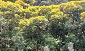 Imagem: 6 Alqueires (29,4 ha