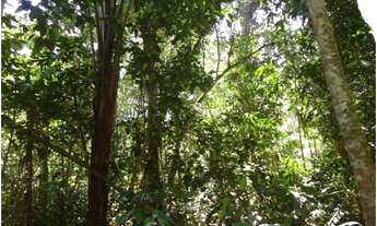 Imagem 7: Área de Mato de 140 alqueires, 72 km de Castelo de Sonhos -PA