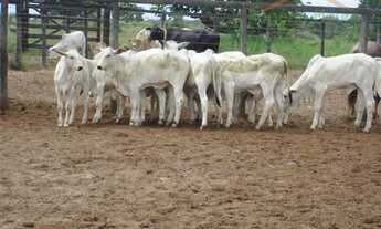 Imagem 2: Chácara à venda em Santa Fé de Minas/MG