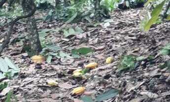 Imagem 7: Fazenda 16 hectares