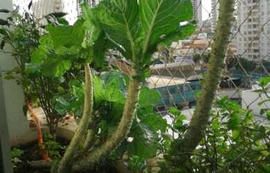 Imagem 6: Apartamento Padrão em São José do Rio Preto