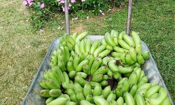 Imagem 3: Sítio em siriri