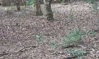 Imagem 2: Atlântica Imóveis tem excelente terreno à venda, 4940 m² - Imburo - Macaé/RJ