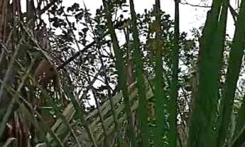 Imagem 5: Vendo um lote e 2 chácaras no Jalapão