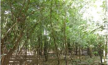 Imagem 5: Área de Mato de 140 alqueires, 72 km de Castelo de Sonhos -PA