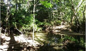 Imagem 3: Área de Mato de 140 alqueires, 72 km de Castelo de Sonhos -PA