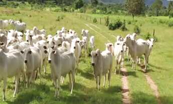 Imagem: Chácara à venda em Nova Brasilândia/MT