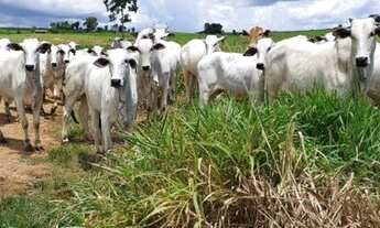 Imagem: Fazenda com 229 alqueires Alto Paraiso