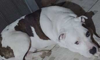 Imagem 2: Cachorro Casa com 1 banheiro