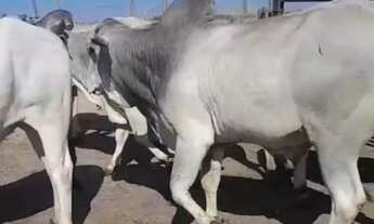 Imagem 5: Fazendas no vale do Paraíba em São José dos Campos