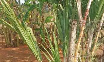 Imagem 6: Chácara ótima Localização