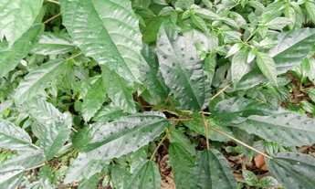 Imagem 5: 20 mil MTS rico em agua 79 mil reais 14 km da rodovia Regis Bittencourt