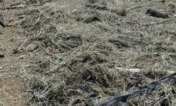 Imagem 2: Lote em Planaltina DF