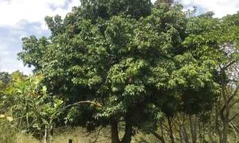 Imagem 4: Excelente Chácara em Bela Vista!