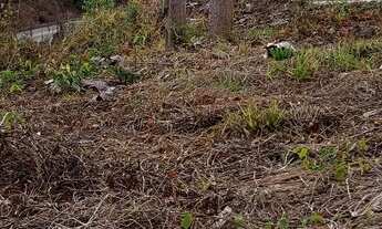 Imagem 6: VENDE-SE LINDA CHÁCARA. c/3.200mtrs