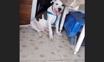 Imagem 4: Cachorro Casa com 1 banheiro