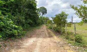 Imagem 5: Fazenda 200 hectares na AM 010 km 195 2.500.000