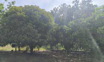 Imagem 6: Vende sítio no truaru pa nova amazônia com 41,5 hac