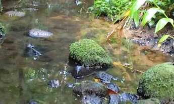 Imagem 6: Chácara 2 hectares valor 109,000,00 avista