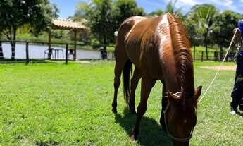 Imagem 4: Condomínio de chácaras a 30 km de Goiânia e 15 km de trindade