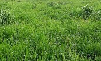 Imagem 4: Fazenda 150 alqueires Alto Paraíso