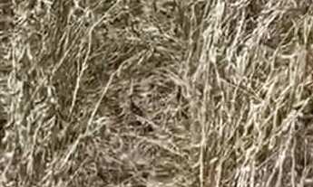 Imagem 7: Fazenda arrenda outra vende 15.900hec planta 1.800hec hoje