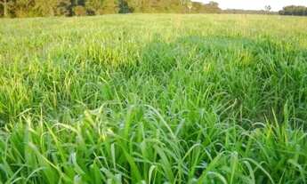 Imagem: Vende-se Sítio em Ituiutaba 30Km