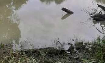 Imagem 2: Fazenda com 45 ha para gado no JAPÚ municipio de Ilhéus