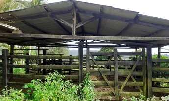 Imagem 4: Fazenda com 45 ha para gado no JAPÚ municipio de Ilhéus