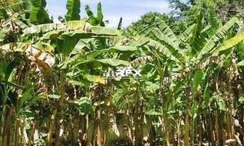 Imagem 7: Sítio 5 dormitórios à venda Itaipu Niterói/RJ