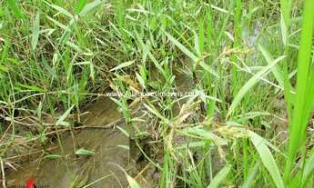 Imagem 6: Fabio Paes Imóveis - Sítio a venda com 80.000 m² planos, córrego, pastagem, pastagem