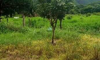 Imagem 3: Chácara com Casa com 02 Quartos para Venda - Jardim Triângulo, Formosa
