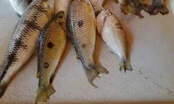 Imagem 4: Disponível pra Venda Excelente lote na Serra da Mesa !!!