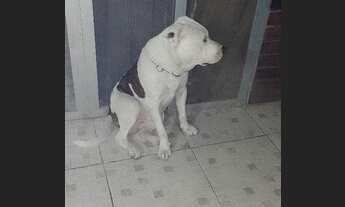 Imagem 3: Cachorro Casa com 1 banheiro