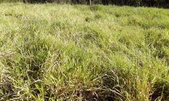 Imagem 2: Terreno no bairro dos Nogueira, em Joanópolis-SP