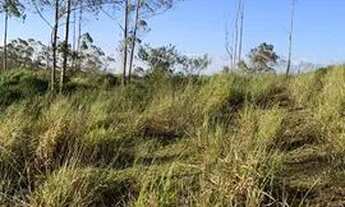 Imagem 3: Terrenos 800m² direto nos asfalto em Taiaçupeba a 25 minutos de Mogi das cruzes